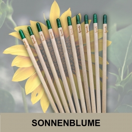 10 Sprout Bleistifte Sonnenblume