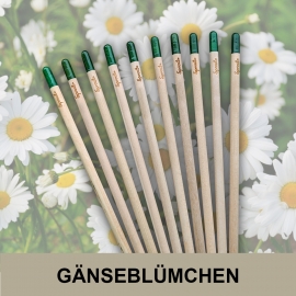 10 Sprout Bleistifte Gänseblümchen